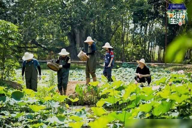  向往的生活|《向往4》的录制到底有多累看清胡先煦脖子上的肤色对比就明白