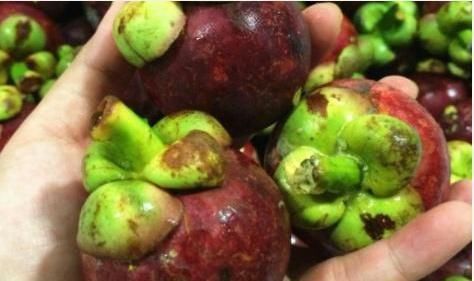 道理|山竹为啥卖那么贵看了它的采摘过程,才知道贵有贵的道理