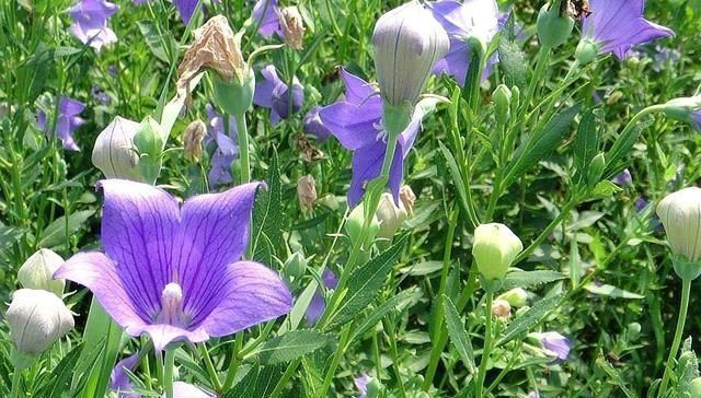 野草|农村一种野草,10年前被炒到上百元一斤,如今1元一斤成笑柄