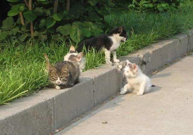 猫咪|收养流浪猫是好事学会正确的收养流浪猫