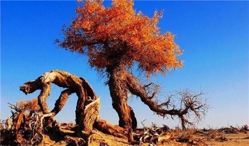 西瓜|沙漠里遍地西瓜,为何路人宁愿饿肚子也不吃当地人想吃但不能