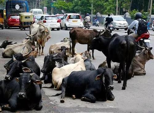 大街小巷|印度不吃牛，那大街小巷的，横穿马路的牛都怎么处理了？