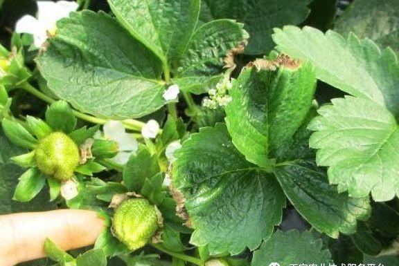 施药|用这些杀虫剂要格外注意