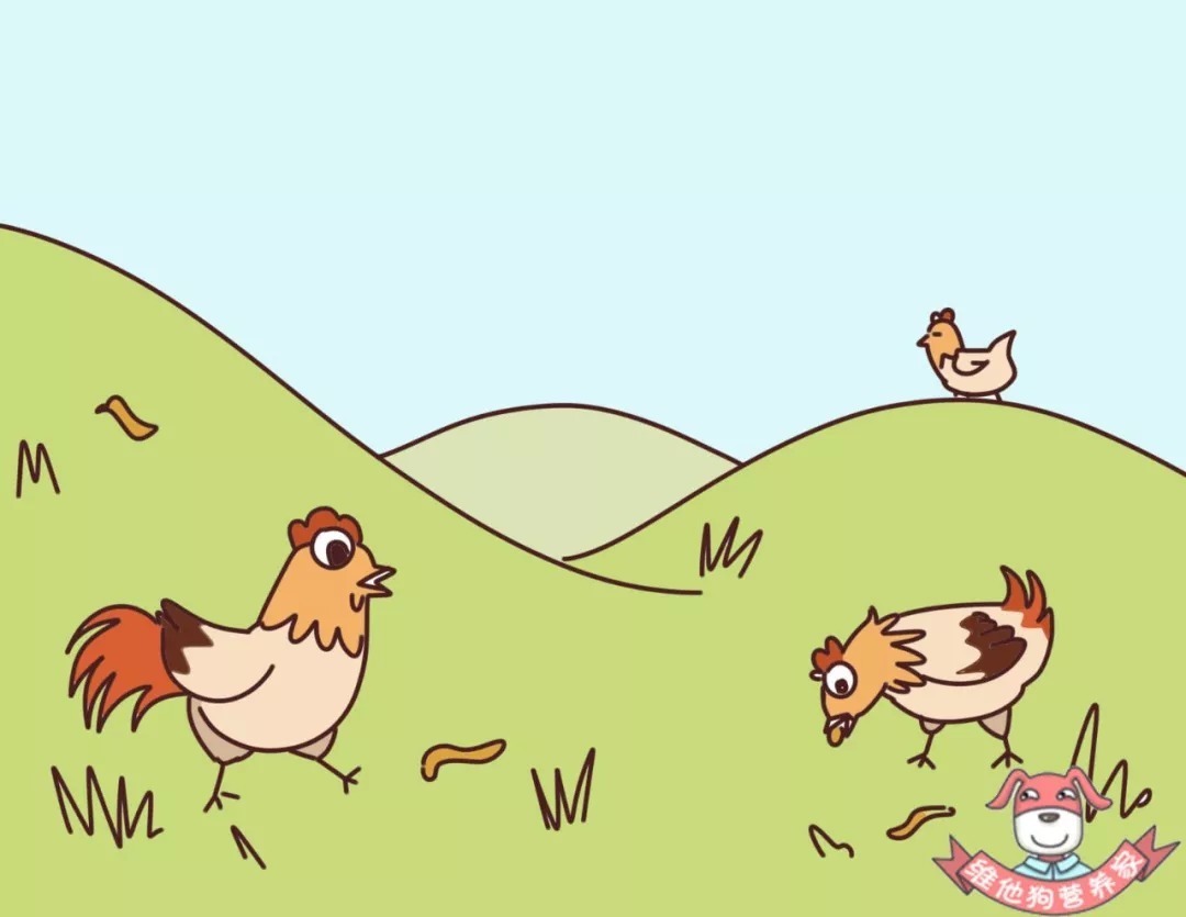 营养|土鸡蛋真的比洋鸡蛋好吗?鸡蛋怎么吃更有营养?