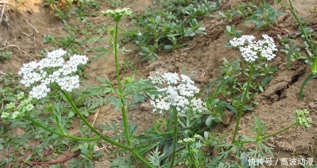  儿时|老人叫它“蛇床”，儿时见了避开，殊不知果实60元一斤，遇见赚了