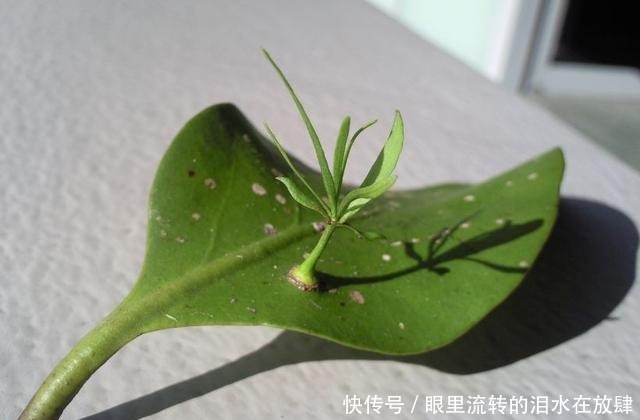 哪种|水果界的“李佳琦”,吃遍3000多种水果,哪种最好吃