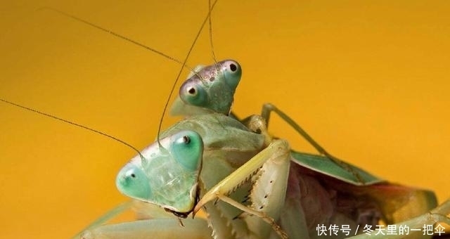  交配|为何螳螂交配“母的要吃掉公的”? 不是为了下一代, 我们都被骗了