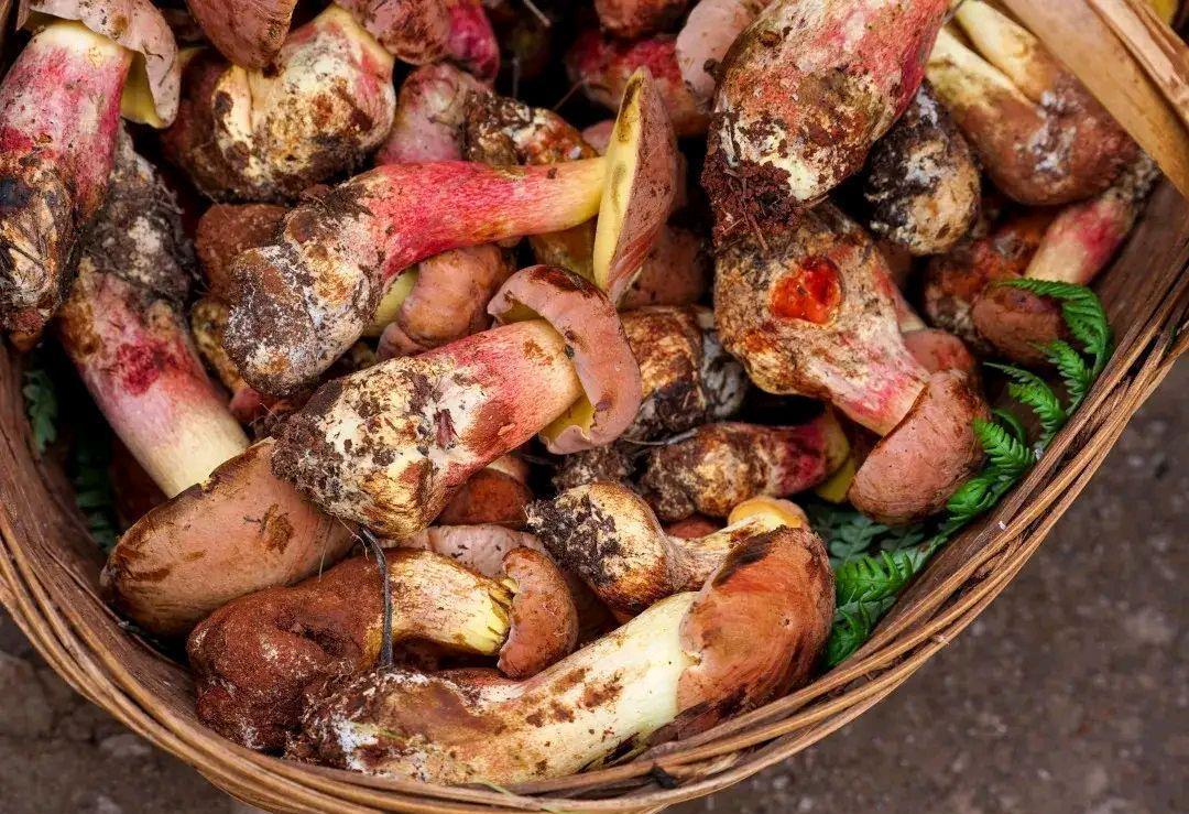 野生|吃野生菌能看见“小精灵”,什么样的蘑菇这么秀?网友:看完想吃