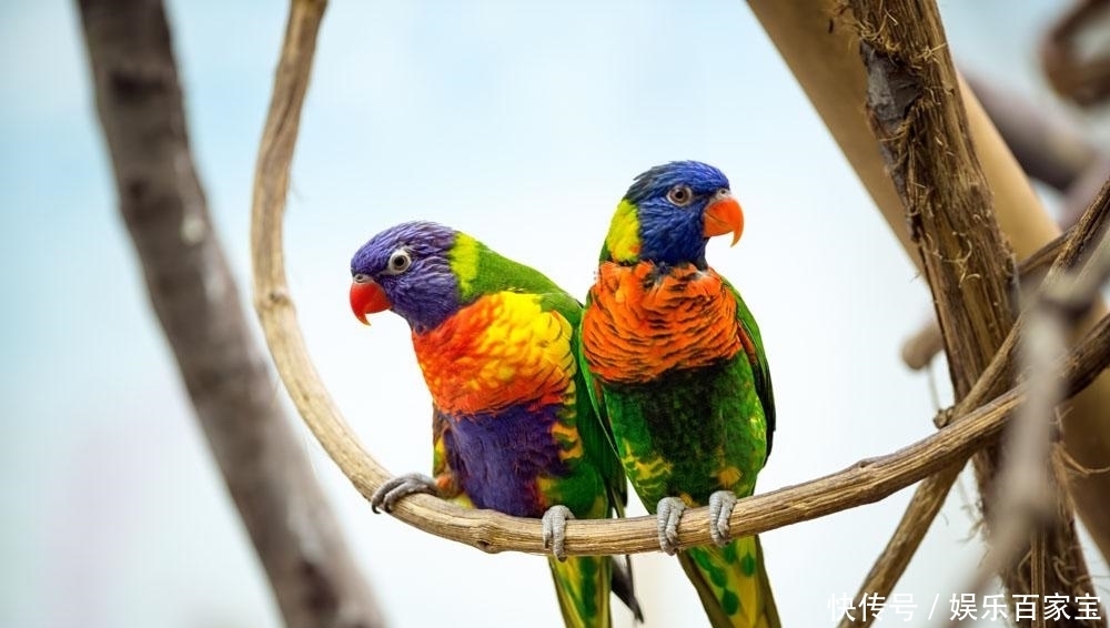  下联|千古绝对: “鼠无大小皆称老”, 纪晓岚给出的下联成为绝对