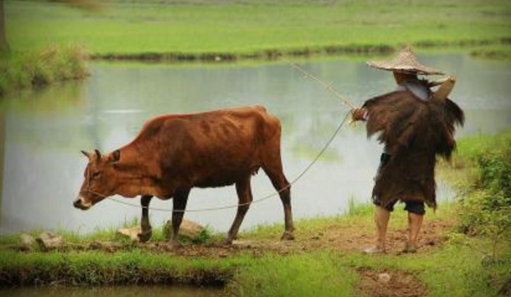 法治|老农的耕牛半夜被人割了舌头，包拯说：把牛杀了，等小偷自投罗网