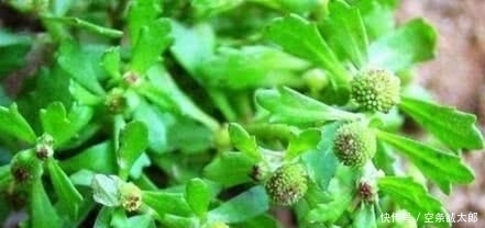 殊不知|1种野草,人称“鹅不食”,农民砍了当柴烧,殊不知,能治咳喘