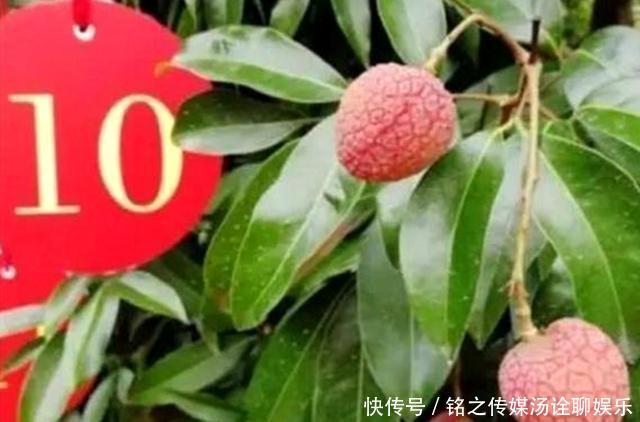 荔枝|19年前花55万拍下一颗天价荔枝,曾经的天价荔枝,如今怎样了?