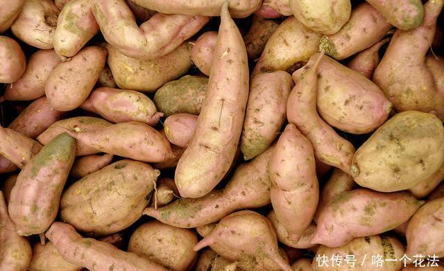 红薯的时|原来红薯的储存方法这么简单,放半年不变质不长芽,并且越放越甜