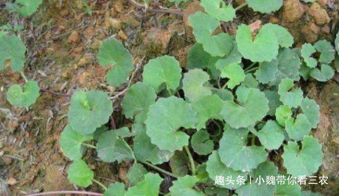  民间|路边一种小草，却是民间的“解暑茶”，今后遇见要珍惜