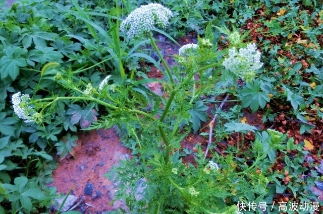  儿时|老人叫它“蛇床”，儿时见了避开，殊不知果实60元一斤，遇见赚了