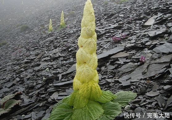 男子|男子发现2米高的“大白菜”,几百一斤遭人疯抢,真相让人称奇