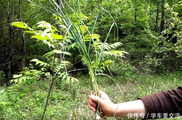 春节|春节乖乖待在家大鱼大肉吃腻了吧春天一种“野草”让你不再油腻