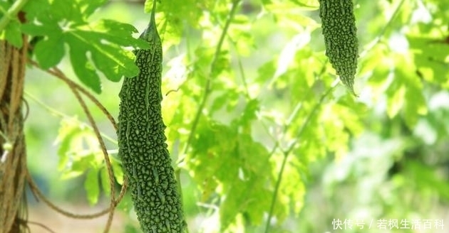 黑籽南瓜|温室苦瓜嫁接栽培技术，这些相关的知识，你掌握了嘛