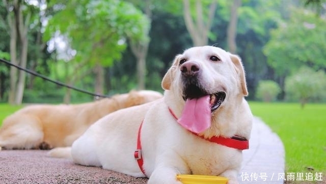  夏天|夏天对狗做这几件事，小心狗命不保