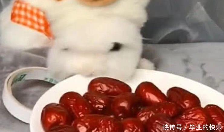 不乐意|主人请兔子吃大枣，兔子不乐意，兔子的做法，让人笑喷