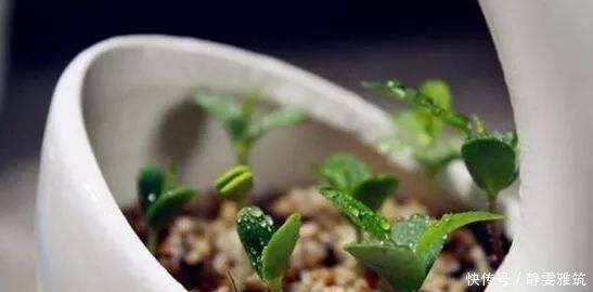  种子|常吃的4种水果，吃剩的种子不要扔，往盆里一种，种出水果小盆栽