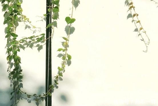 真心|去问一下喜欢你的人这三个问题,一试就知道是否真心