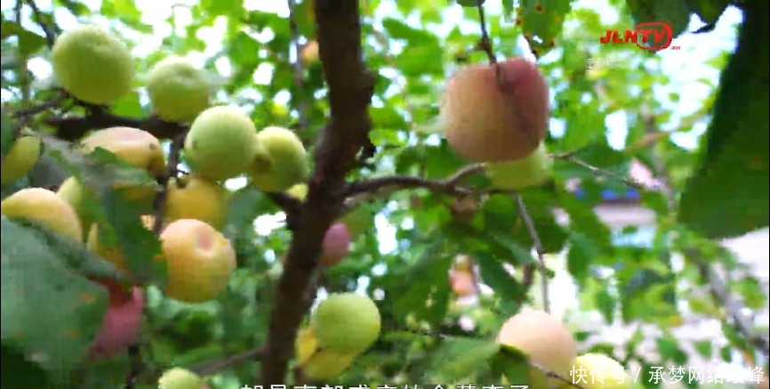 秋天|“最美乡村”小绥河,这里的秋天是酸甜滋味