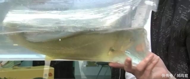 换来|他为让它多活一天,赌上一切付出八年,换来3000万