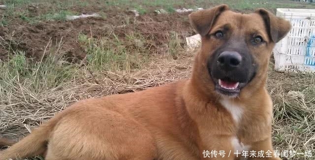  细说|狗贩子为何喜欢高价收购十年以上的老狗？细说你不知道的三点秘密