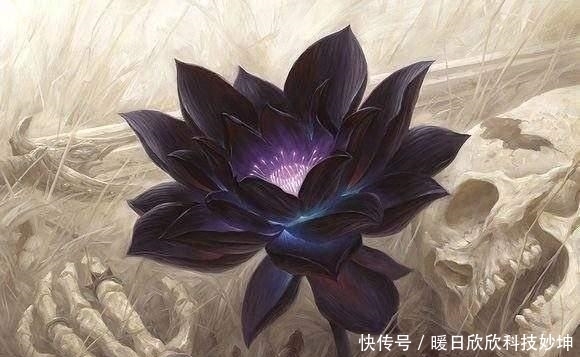 所容|四朵远古神莲，第三为无天黑莲，第一不为天地所容化成三教至宝！