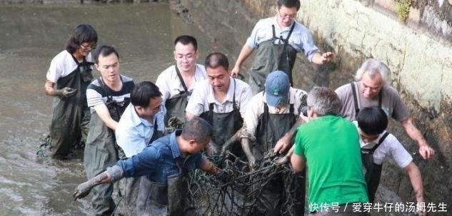 如今|世界最“孤独”的动物,如今仅剩两只,还相隔1000多公里