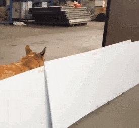 大哥|搞笑GIF:大哥,这是什么肉,感觉很好吃的样子