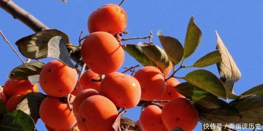 人眼里你|心理学:选一只最好捏的柿子,测你在别人眼里是不是软弱可欺?