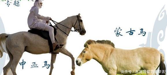 牛气|成吉思汗牛气哄哄的问中亚，我该拿什么折腾你！