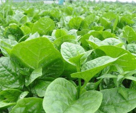  还要|补钙不仅要吃汤汤水水，还要多吃这些蔬菜！