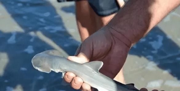 人类端上|“海中霸王”入侵中国,刚来就成了盘中餐,简直丢尽入侵物种的脸