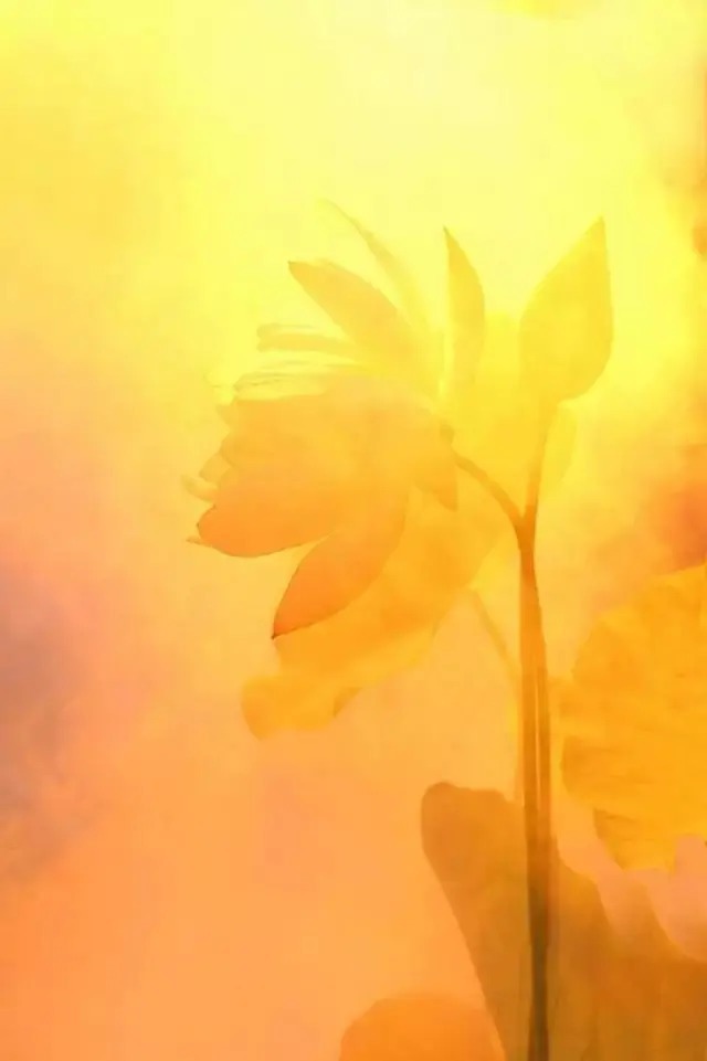  莲花|一个老外拍的荷花，惊艳