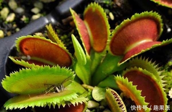 小偷|这大哥脑洞够大,为了防止小偷,“创造了”一种“吃人”的草