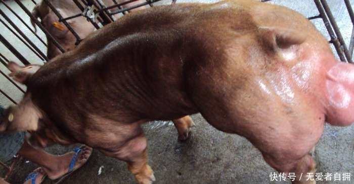 瘦肉|全世界最强壮的猪，浑身肌肉没有一点肥肉