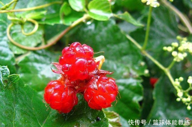 橙子|这种“野莓”不仅长得漂亮，维生素C还是橙子的3倍你见过吗