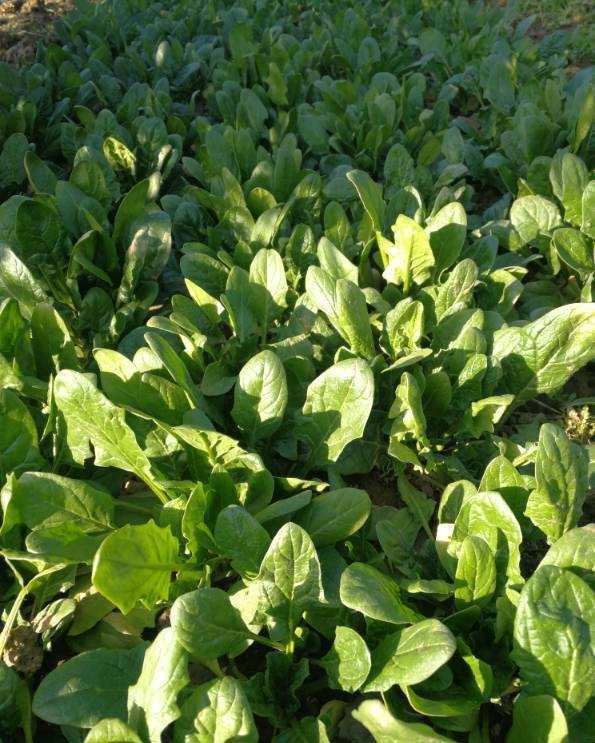 长满|阳台弄个泡沫箱,撒把菜种子,一周长满青菜