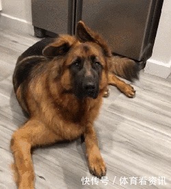 简直|2岁还没有立耳的德牧,这反差简直太萌了!