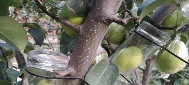 进去|五粮液“永不分梨”酒,梨是咋进去的?网友:看完感觉智商受侮辱