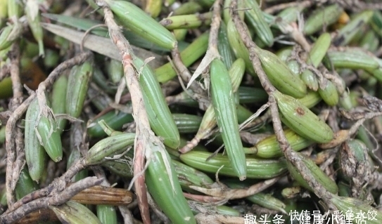 生嚼|入秋后,胃火过旺引发牙痛,别急!生嚼几片此野菜,降火消牙痛