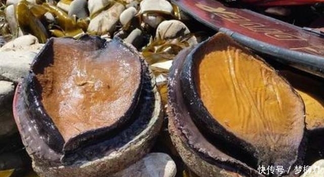中国|世界最贵的4种海鲜,中国有1种上榜,加州鲍鱼大得让人心生恐惧