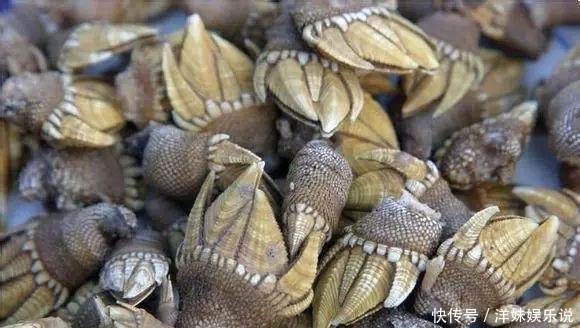 海鲜|海鲜大全, 你能认出多少