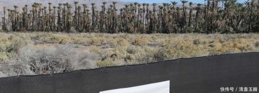 被捕|惊！华人美女CEO美国被捕 涉诈骗1.5亿！