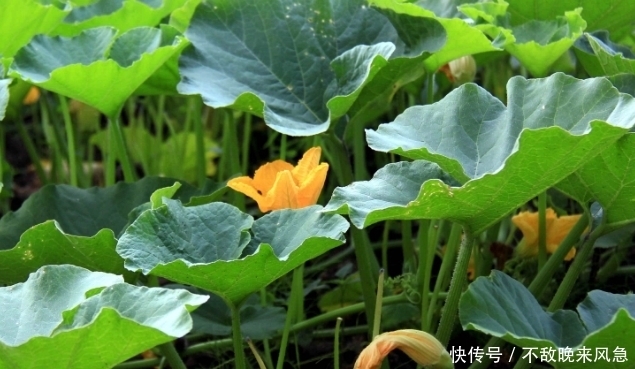 维生素C|农村喂猪的野菜,能美容美颜,预防便秘,促进排毒,还抗衰老