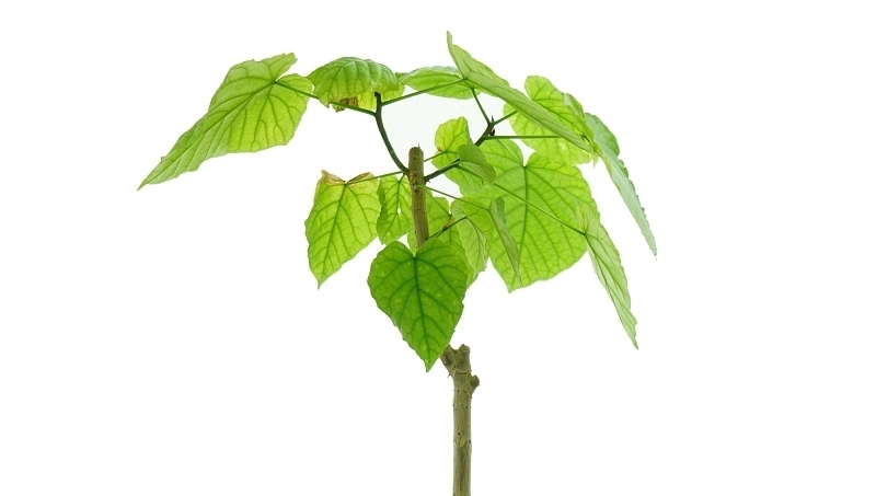  多试试|高血脂的“天敌”被找到，血脂高的人多试试，帮你刮掉血管里的油