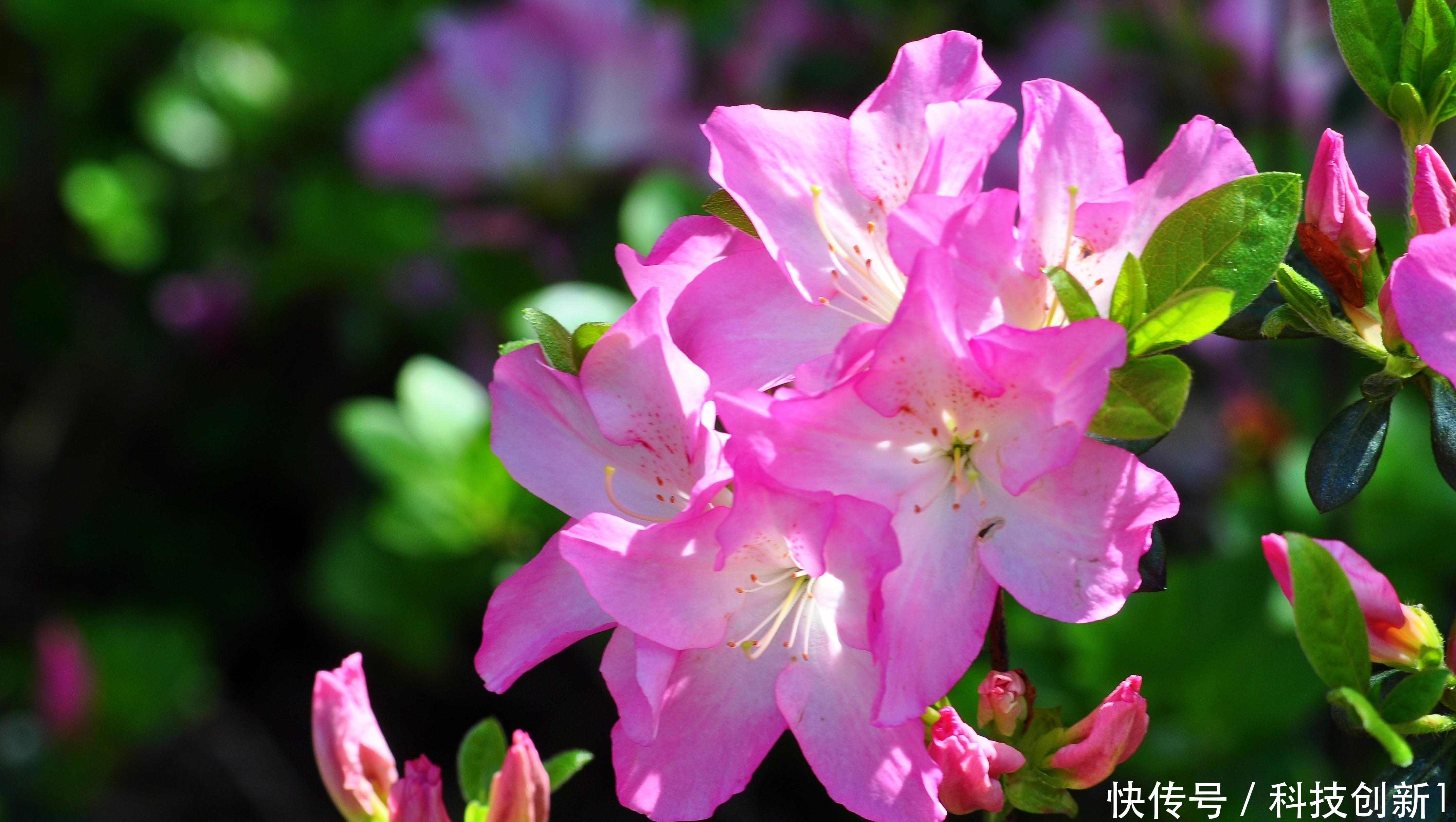 种植|想要种植好杜鹃花,这几步一定要掌握好